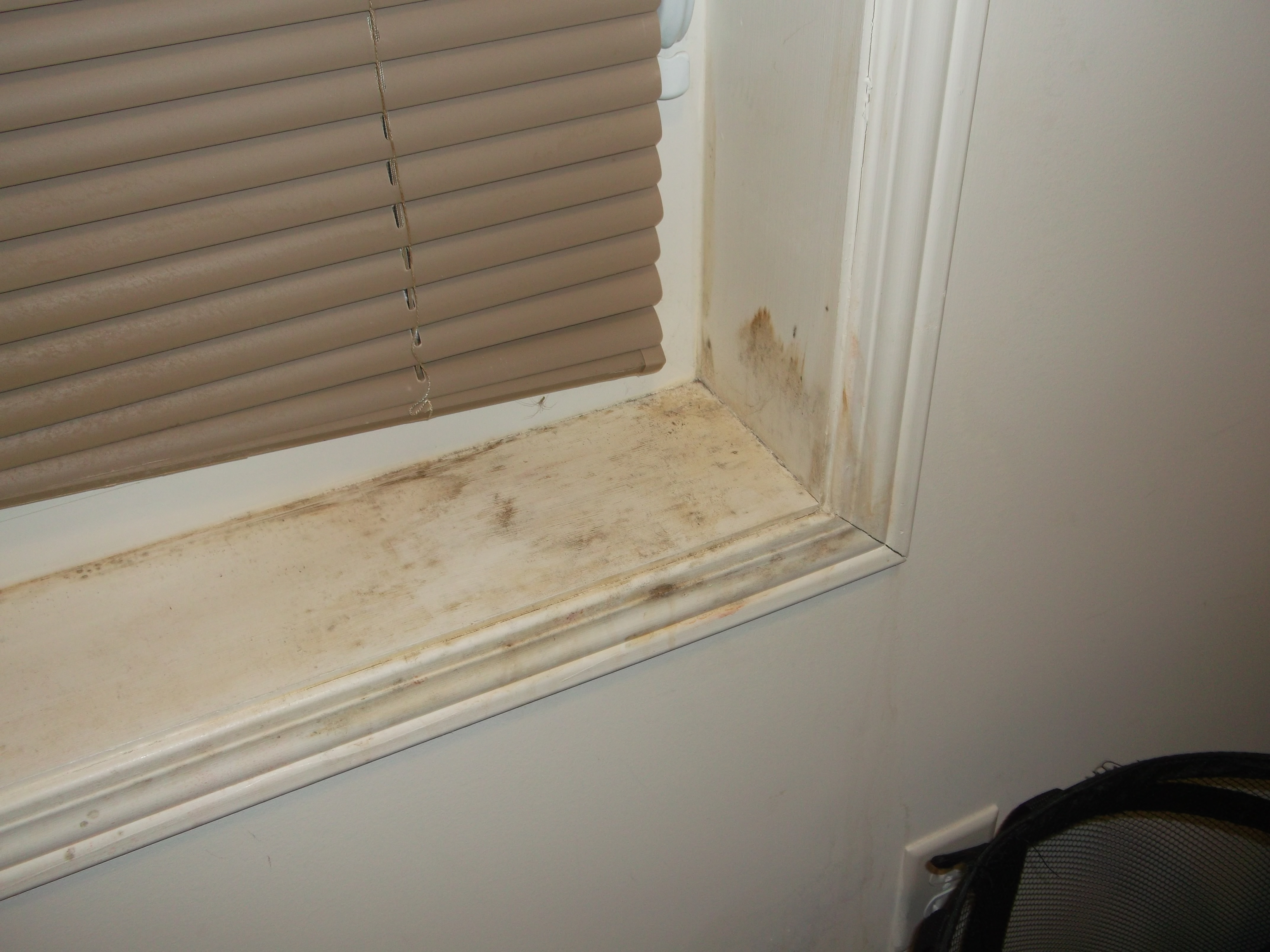 How to Clean Molds Mold Removal; do it yourself?